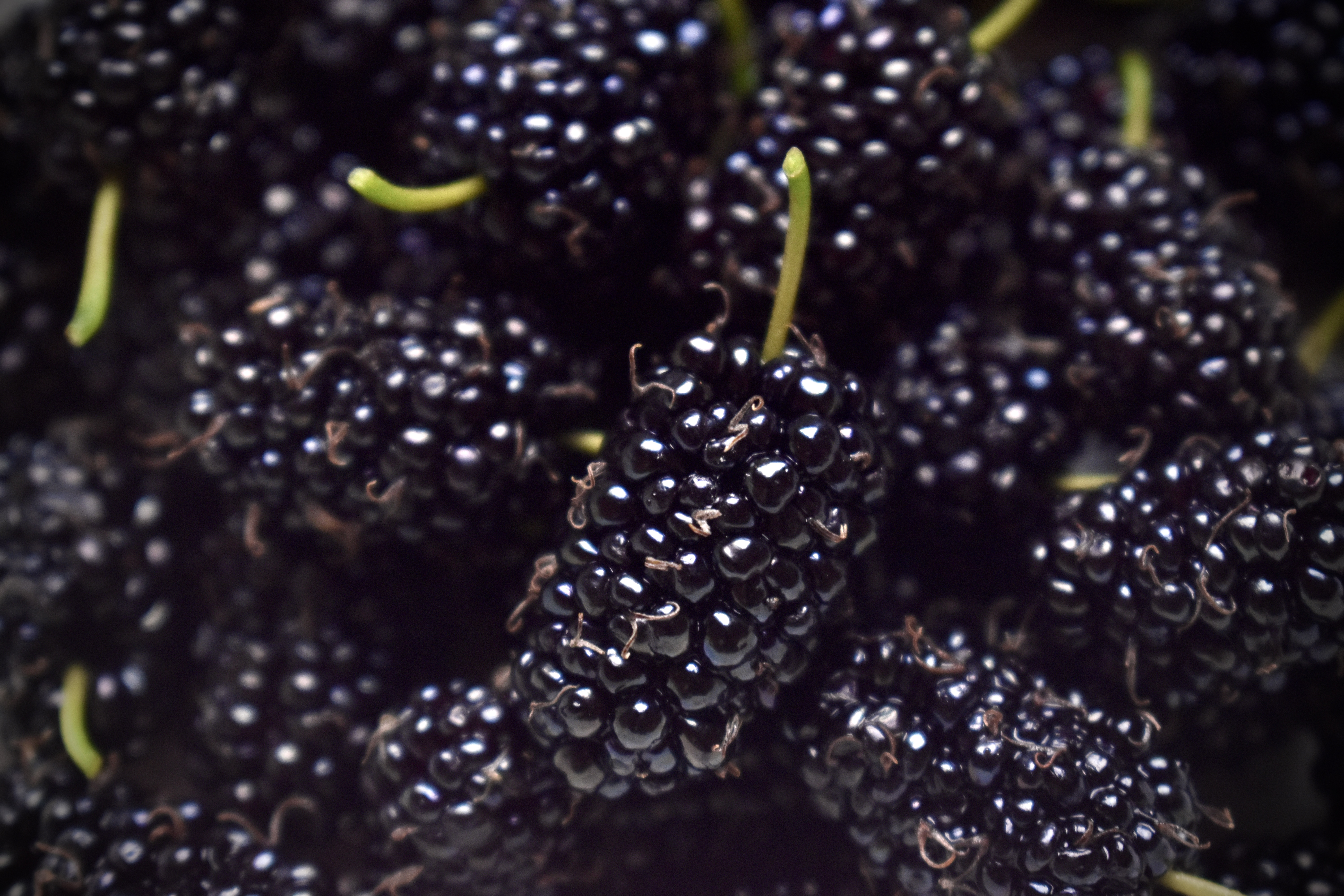 blackberries photograph up close
